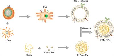 Development of a Dendritic Cell/Tumor Cell Fusion Cell Membrane Nano-Vaccine for the Treatment of Ovarian Cancer